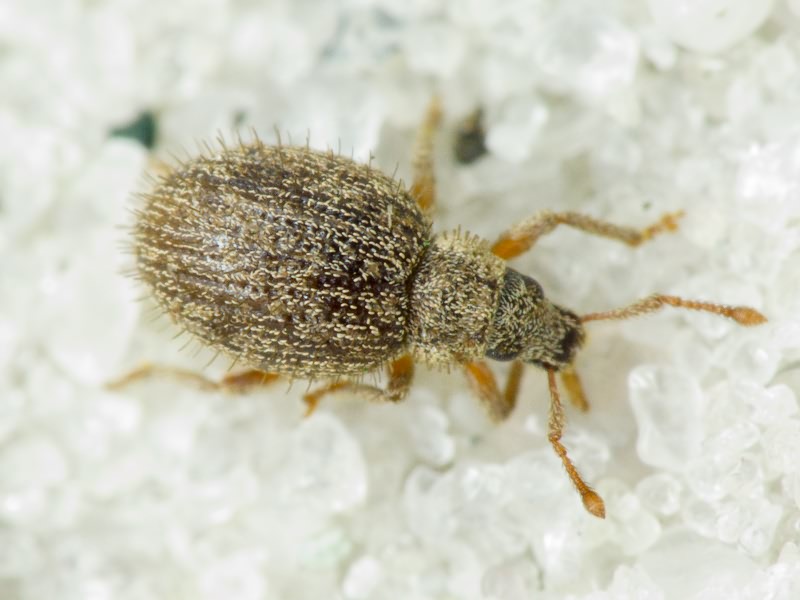 Brachysomus (Brachysomus) echinatus (Bonsdorff, 1785)